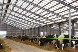 Marlon CST Heatguard polycarbonate roofing installed on a dairy shed